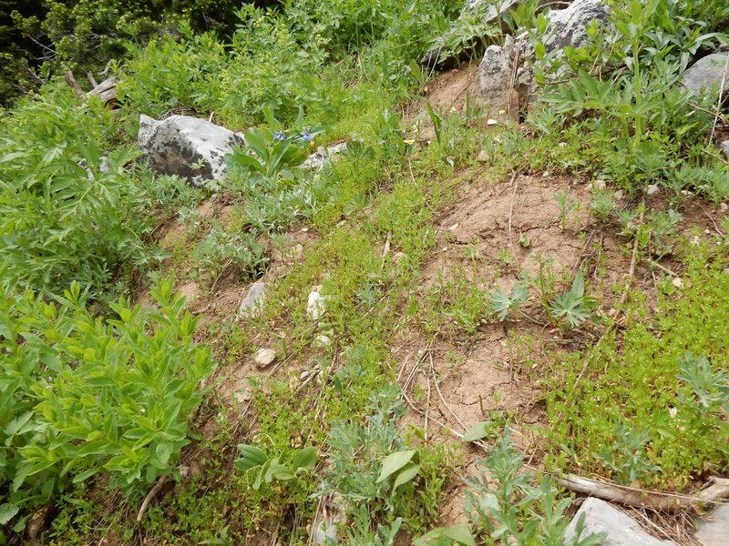 Hamogalium bifolium, photographed by Matt Lavin