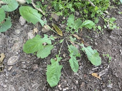 Youngia japonica, photographed by lejones417