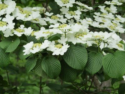 Viburnum plicatum, photographed by Zakqary Roy