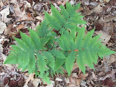Dryopteris goldieana, photographed by Zakqary Roy
