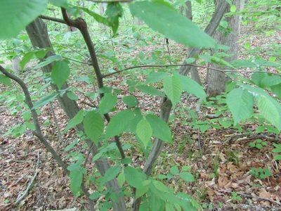 Carpinus caroliniana, photographed by Zakqary Roy