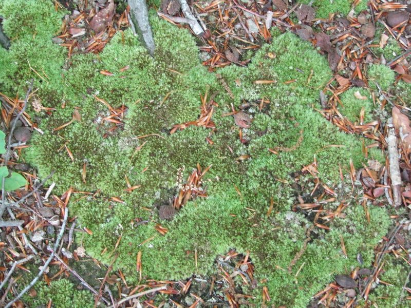 Leucobryum albidum, photographed by Zakqary Roy