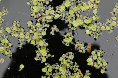 Spirodela polyrhiza, photographed by Stephen James McWilliam