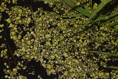Spirodela polyrhiza, photographed by Stephen James McWilliam