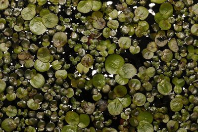 Spirodela polyrhiza, photographed by Stephen James McWilliam