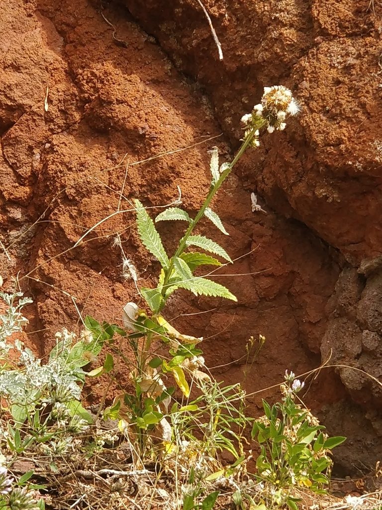 Carduus squarrosus, photographed by Vítor Jorge