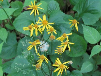 Packera aurea, photographed by Zakqary Roy