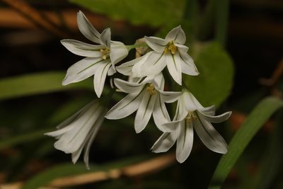 Allium triquetrum, photographed by Stephen James McWilliam