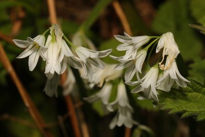 Allium triquetrum, photographed by Stephen James McWilliam
