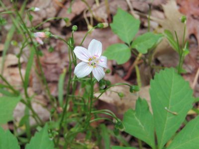 Claytonia virginica, photographed by Zakqary Roy