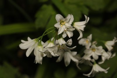 Allium triquetrum, photographed by Stephen James McWilliam
