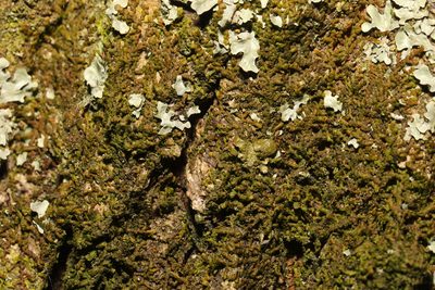 Frullania dilatata, photographed by Stephen James McWilliam