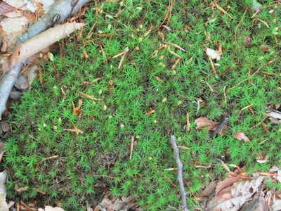 Polytrichum commune, photographed by Zakqary Roy