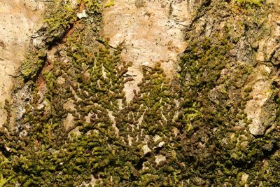 Frullania dilatata, photographed by Stephen James McWilliam