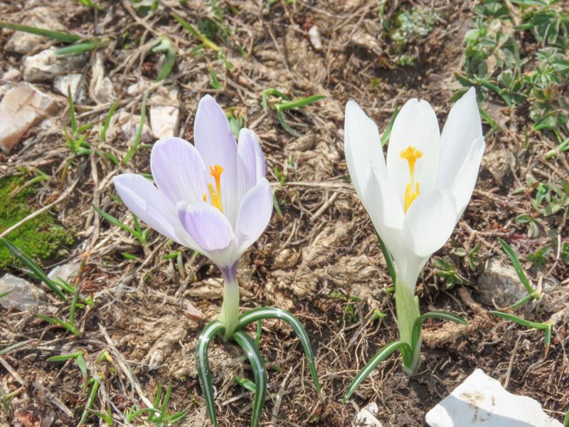 Crocus neapolitanus, photographed by Emanuele Santarelli