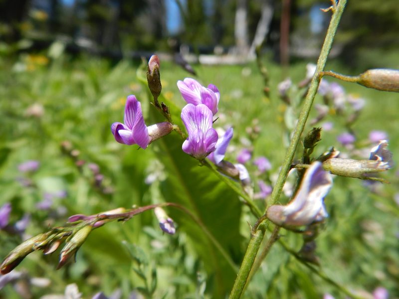 Astragalus bourgovii, photographed by Matt Lavin