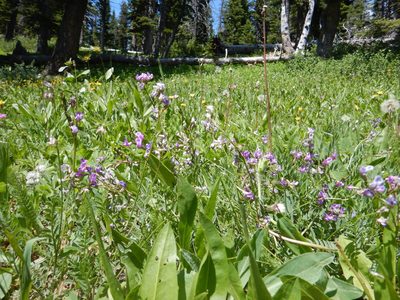 Astragalus bourgovii, photographed by Matt Lavin