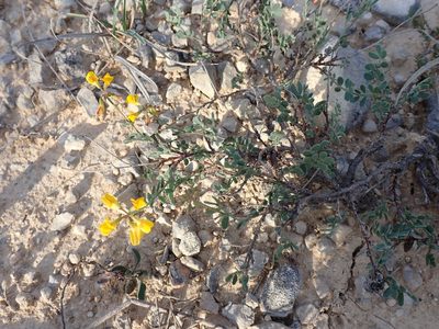Coronilla minima, photographed by David Delon
