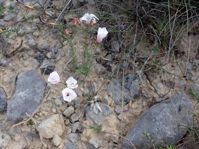 Linum appressum, photographed by David Delon