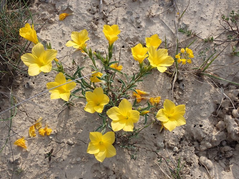 Linum campanulatum, photographed by David Delon