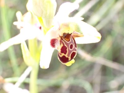Ophrys scolopax, photographed by David Delon
