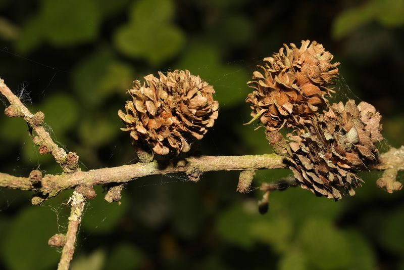 Larix kaempferi, photographed by Stephen James McWilliam