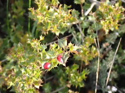 Quercus coccifera, photographed by David Delon