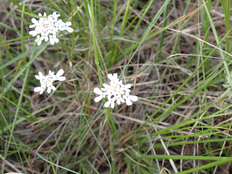 Iberis pinnata, photographed by David Delon