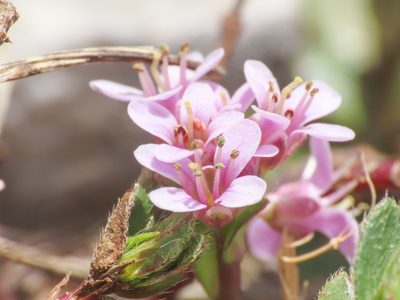 Noccaea stilosa, photographed by Emanuele Santarelli