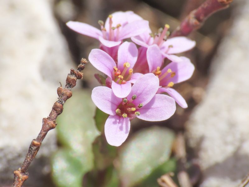 Noccaea stilosa, photographed by Emanuele Santarelli