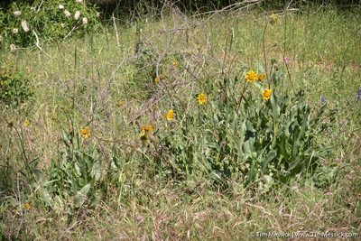 Wyethia angustifolia, photographed by Tim Messick