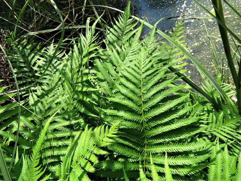Pelazoneuron ovatum, photographed by Annika Lindqvist