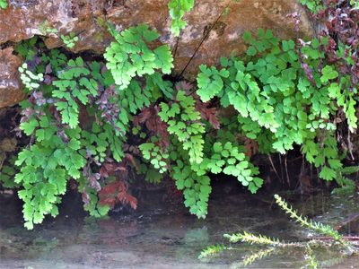 Adiantum capillus-veneris, photographed by Annika Lindqvist