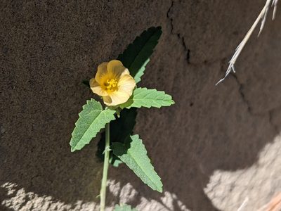 Sida abutilifolia, photographed by Norveig