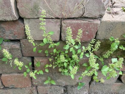 Clinopodium gracile, photographed by lejones417