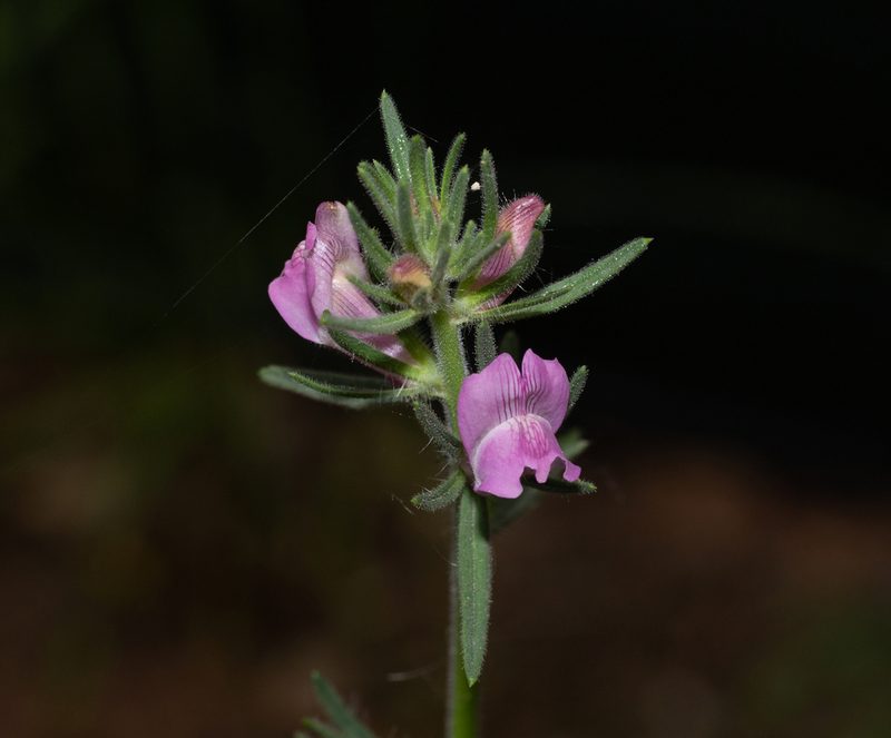 Misopates orontium, photographed by Daniela Costa