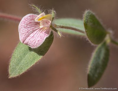 Acmispon americanus, photographed by Tim Messick