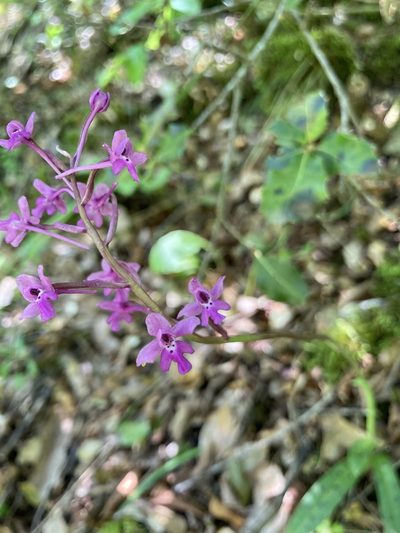 Orchis quadripunctata, photographed by Lukas Schärer