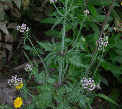 Valeriana calcitrapae, photographed by Daniela Costa