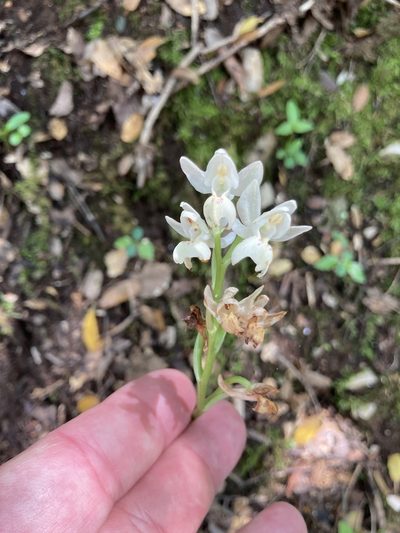 Orchis provincialis, photographed by Lukas Schärer