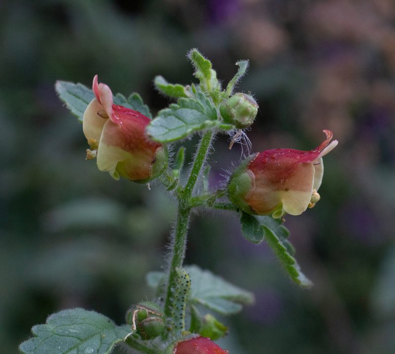 Scrophularia grandiflora, photographed by Daniela Costa