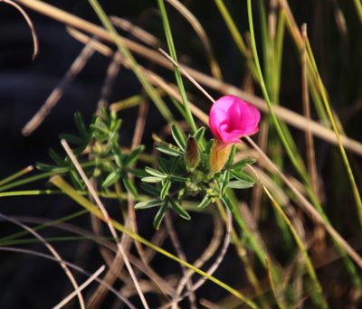 Oxalis engleriana, photographed by Tony Rebelo