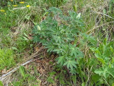 Lupinus nootkatensis, photographed by Matt Muir