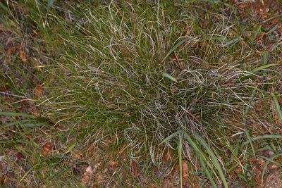 Carex xerophila, photographed by Trevor Van Loon