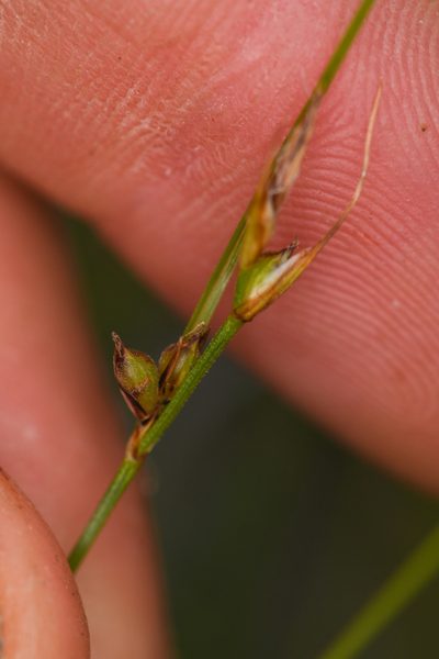Carex xerophila, photographed by Trevor Van Loon