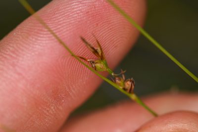 Carex xerophila, photographed by Trevor Van Loon