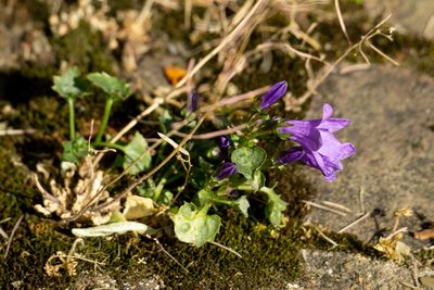 Campanula portenschlagiana, photographed by Andrew Skotnicki