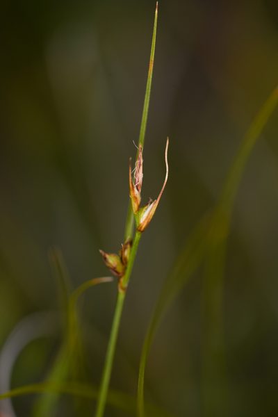 Carex xerophila, photographed by Trevor Van Loon