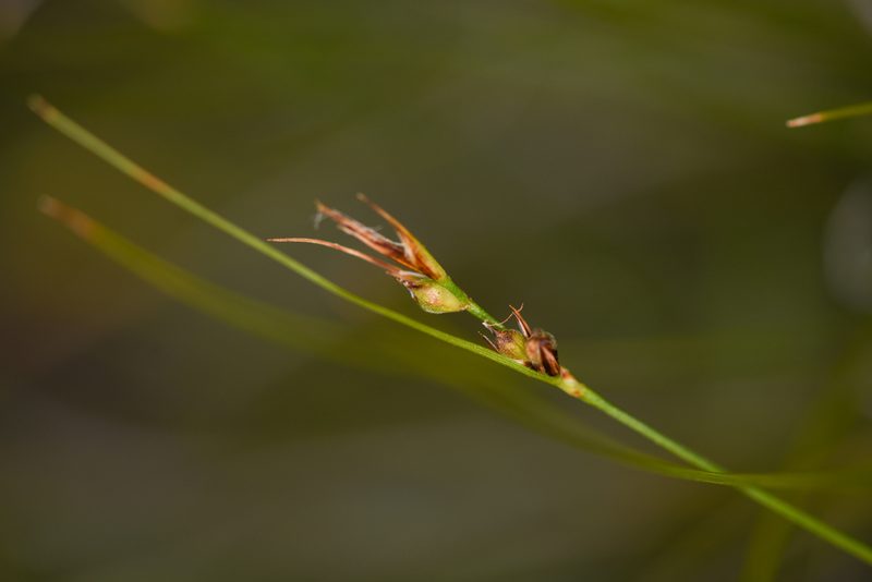 Carex xerophila, photographed by Trevor Van Loon