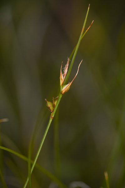Carex xerophila, photographed by Trevor Van Loon